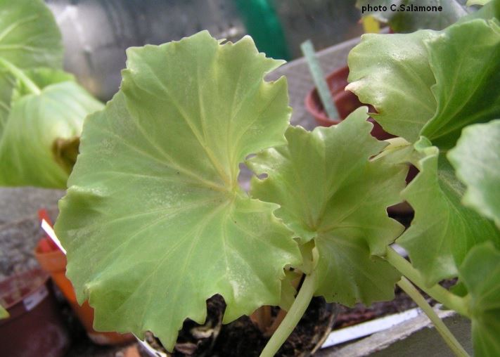 B. trullifolia